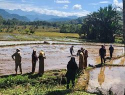 Sebagian Petani di Sinjai Sudah Memulai Tanam Padi Pasca Panen