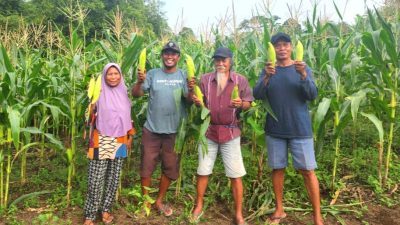 Dinas Pertanian Kota Ternate Bantu Ratusan Kelompok Tani 