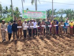 Kadis TPHP Sinjai Lakukan Penanaman Perdana Jagung Hibrida di Desa Kaloling