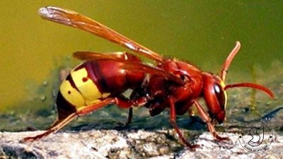 Tawon Vespa Orientalis Serangga Paling Tahan Alkohol
