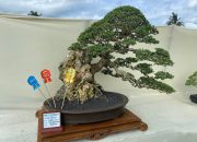 402 Bonsai Dipamerkan di Alun-Alun Sinjai, Ada Penampakan Bonsai Seharga Rp100 Juta