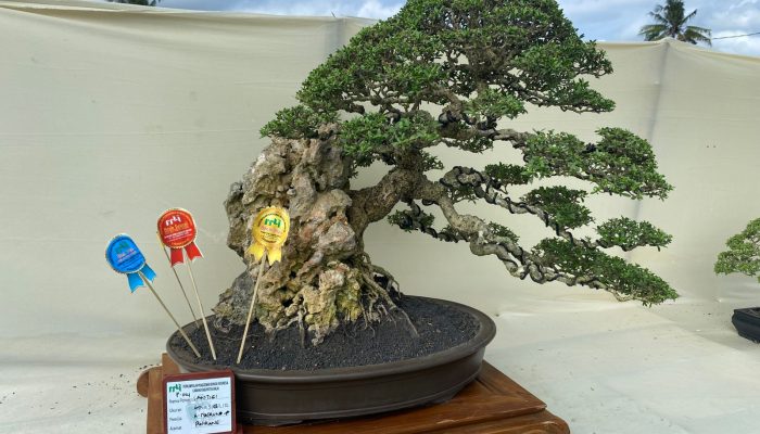 402 Bonsai Dipamerkan di Alun-Alun Sinjai, Ada Penampakan Bonsai Seharga Rp100 Juta