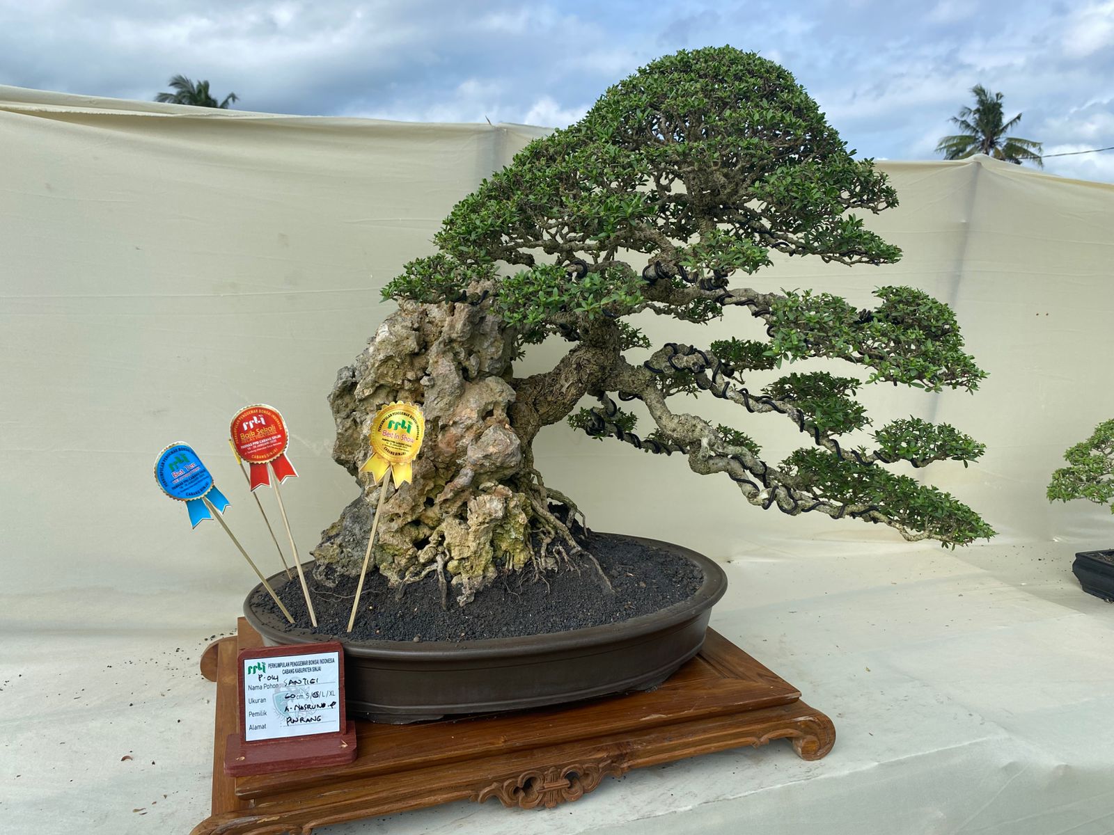Bonsai