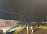 Pohon Tumbang Timpa Bus DAMRI di Sinjai, Seperti Ini Kondisinya