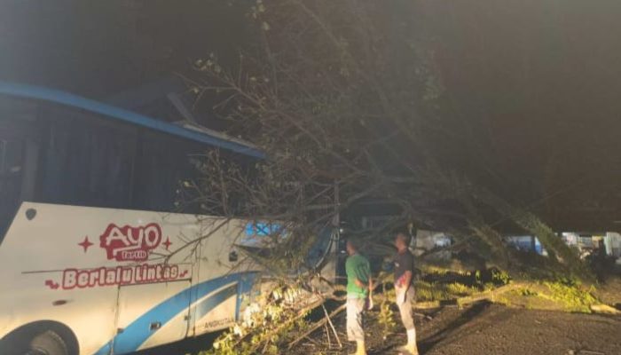 Pohon Tumbang Timpa Bus DAMRI di Sinjai, Seperti Ini Kondisinya