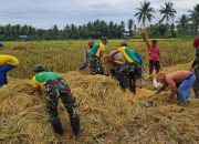 Prajurit Satgas Pamtas Yonarmed 11 Kostrad Bantu Warga Panen dan Giling Padi