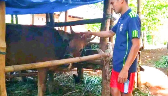 Anak Muda Parang Bebbu Ini Pilih Beternak Sapi, Simak Alasannya