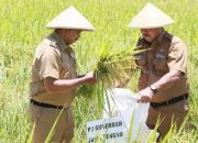 Jawa Tengah Berkontribusi Besar Dalam Ketahanan Pangan Nasional