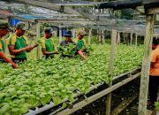 Satgas Pamtas Yonarmed 11 Kostrad Gelar Panen Bersama Warga Desa Tanjung Aru