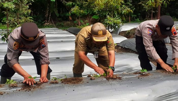 Wujudkan Ketahanan Pangan Mandiri, Polsek Candimulyo dan Petani Milenial Tanam Cabai