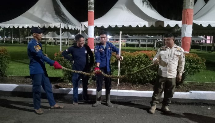 Ular Piton Panjang 3 Meter Ditemukan di Halaman Rujab Bupati Sinjai