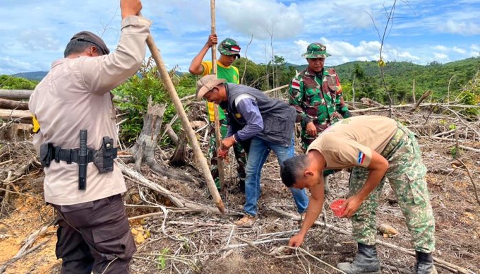 Satgas Pamtas Yonarmed 11 Kostrad Bersama TDM dan Masyarakat Gotong Royong Tanam Jagung di Perbatasan