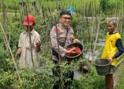 Bhabinkamtibmas Polsek Bandongan Dampingi Petani Panen Cabai