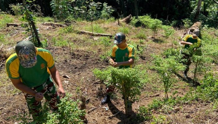 Satgas Pamtas Yonarmed 11 Kostrad Wujudkan Pertanian Produktif di Perbatasan