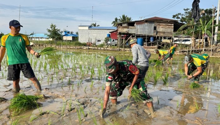 Satgas Pamtas Yonarmed 11 Kostrad Tanam Padi Bersama Masyarakat di Perbatasan