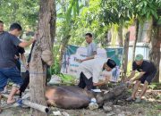 Total 1.162 Hewan Qurban di Sinjai 13 Ekor Sapi Berasal dari Keluarga Besar Kemenag Sinjai