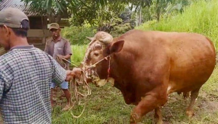 Presiden Prabowo Beli Sapi Kurban di Sinjai