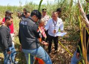 Polisi Gelar Rekonstruksi Kasus Pembunuhan di Kebun Tebu Ketanggungan, Tersangka Peragakan 6 Adegan
