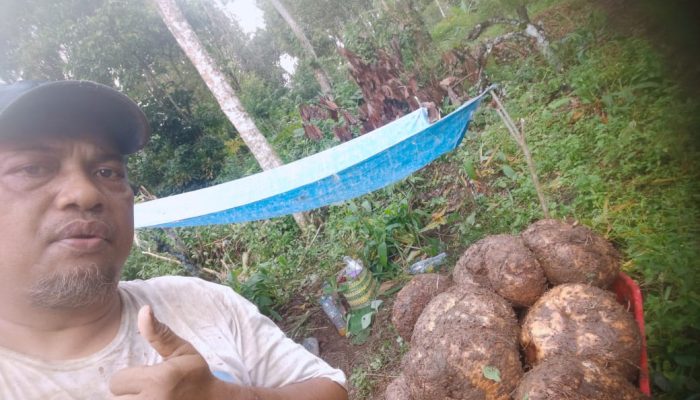 Petani Porang Sinjai Kamal Yahya Dukung Full Kehadiran Pabrik Porang, Ekonomi Meningkat