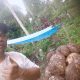Petani Porang Sinjai Kamal Yahya Dukung Full Kehadiran Pabrik Porang, Ekonomi Meningkat