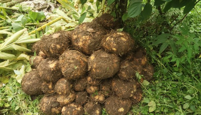 Petani Minta Pembangunan Pabrik Porang di Sinjai Terus Digenjot
