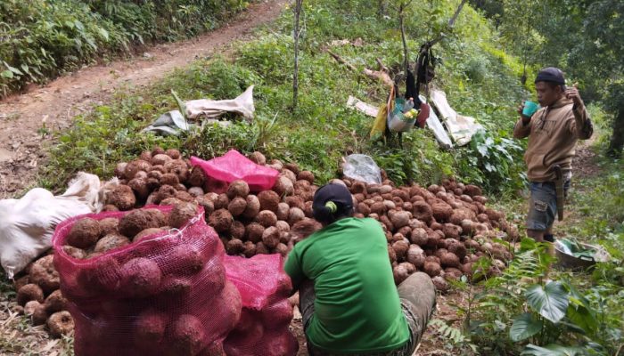 Dukung Pembangunan Pabrik, Petani di Sinjai Tengah ini Ternyata ‘Kecipratan’ Bisnis Porang