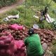 Dukung Pembangunan Pabrik, Petani di Sinjai Tengah ini Ternyata ‘Kecipratan’ Bisnis Porang