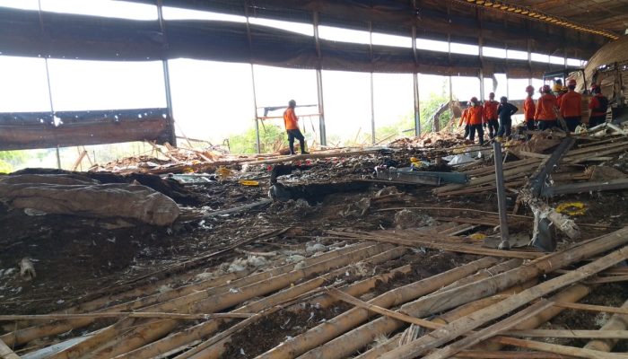 Kandang Ayam di Desa Bulusari Ambruk, Ribuan Ayam Tertimbun dan 1 Orang Korban Belum Ditemukan