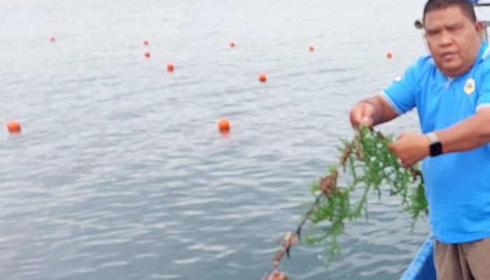 Budidaya Rumput Laut di Desa Loleo Weda Selatan Penuhi Standar Kelayakan Teknis