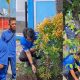 Pelindo TPK Ternate Tanami Pohon di Area Pelabuhan Ahmad Yani