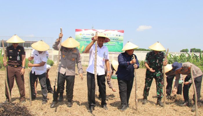 Kapolres Kudus dan Forkopimda Tanam Jagung Serentak