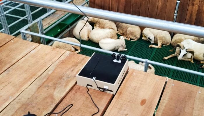 Mahasiswa UGM Kembangkan Piranti Pantau Domba Berbasis IoT