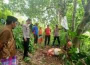 Diduga Dicuri, Sapi Milik Petani Sinjai Timur Ditemukan Tinggal Isi Perut, Polisi Selidiki Pelaku