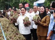 Dorong Ekspor dan Penguatan Fasilitas Petani, Titiek Soeharto Tinjau Industri Bawang Merah Brebes
