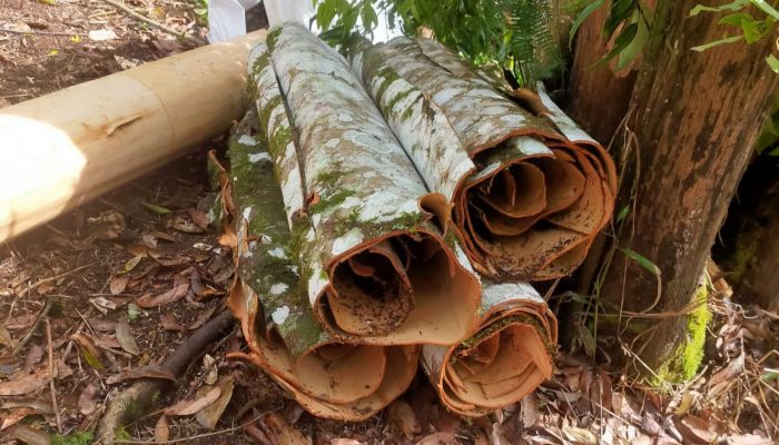 Harga Kulit Manis Anjlok, Petani di Kerinci Mengeluh