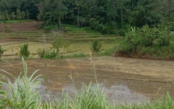 Ternak Sapi Milik Warga Tellulimpoe Sinjai Hilang, Diduga Dicuri di Kebun