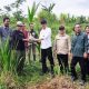 Dukung Hilirisasi Pertanian, BRMP Lebak Serahkan Bibit Kelapa Kepada Gapoktan
