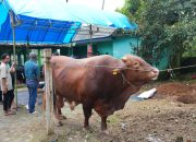 Penampakan Sapi Kurban Presiden Prabowo Subianto Capai 1 Ton Lebih, Disembelih di Sinjai Selatan