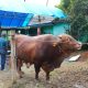 Penampakan Sapi Kurban Presiden Prabowo Subianto Capai 1 Ton Lebih, Disembelih di Sinjai Selatan