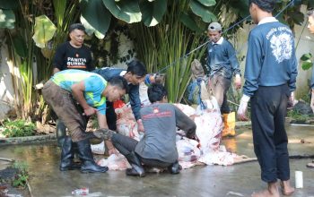 Pemotongan Hewan Kurban di Kantor Pusat, Kader Gerindra Teladani Prabowo dalam Tradisi Berbagi Hewan Kurban